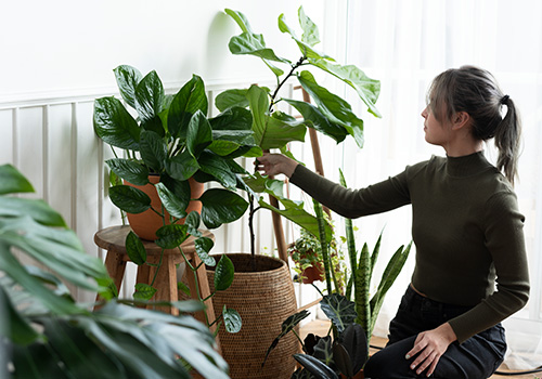 indoor_plant_arrangements_img