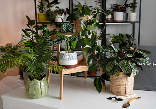 indoor plants maintenance services img